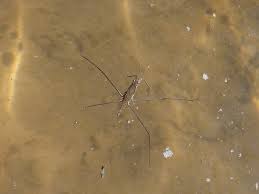 Attēlu rezultāti vaicājumam “Aquarius najas”