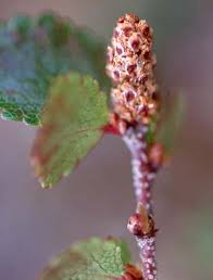 Attēlu rezultāti vaicājumam “Betula nana female flower”