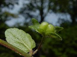 Attēlu rezultāti vaicājumam “Veronica agrestis leaf”
