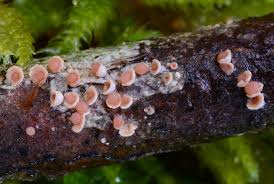 Attēlu rezultāti vaicājumam “Corticium roseum”