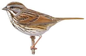 Image result for Melospiza melodia