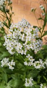 Attēlu rezultāti vaicājumam “Armoracia rusticana flower”
