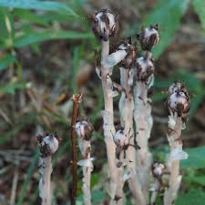 Image result for ギンリョウソウ