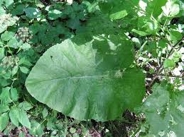 Attēlu rezultāti vaicājumam “Arctium nemorosum”