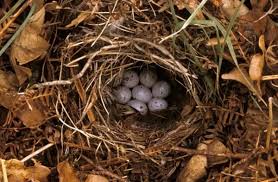 Attēlu rezultāti vaicājumam “Phylloscopus trochilus nest”