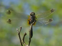 Attēlu rezultāti vaicājumam “Leucorrhinia caudalis male”