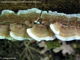 Attēlu rezultāti vaicājumam “Gloeoporus dichrous”