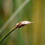 Attēlu rezultāti vaicājumam “Carex chordorrhiza fruit”