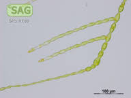 Attēlu rezultāti vaicājumam “Trentepohlia sp.”