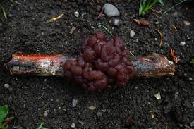 Attēlu rezultāti vaicājumam “Ascotremella faginea”