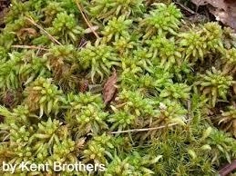 Attēlu rezultāti vaicājumam “Sphagnum tenellum”