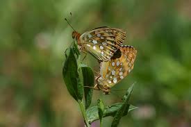 Attēlu rezultāti vaicājumam “Argynnis aglaja underside”