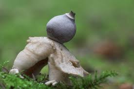 Attēlu rezultāti vaicājumam “Geastrum quadrifidum”