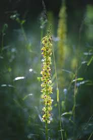 Attēlu rezultāti vaicājumam “Verbascum densiflorum flower”