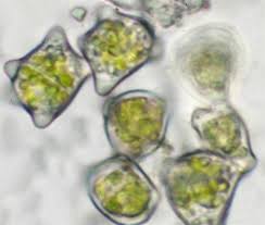 Attēlu rezultāti vaicājumam “Lophozia ventricosa”