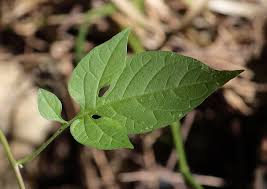 Attēlu rezultāti vaicājumam “Solanum dulcamara leaf”