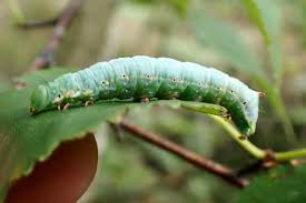 Attēlu rezultāti vaicājumam “Ptilodon capucina”
