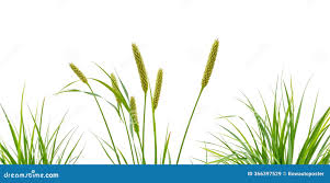 Attēlu rezultāti vaicājumam “Carex lasiocarpa fruit”