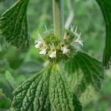 Image result for Marrubium vulgare