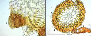 Attēlu rezultāti vaicājumam “Hygrohypnum luridum sporophyte”