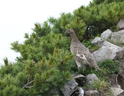 Attēlu rezultāti vaicājumam “Pinus pumila male flower”