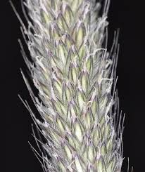 Attēlu rezultāti vaicājumam “Alopecurus pratensis”