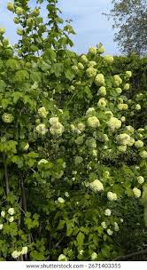 Attēlu rezultāti vaicājumam “Viburnum opulus bud”