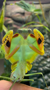 Attēlu rezultāti vaicājumam “Choerades sp.”