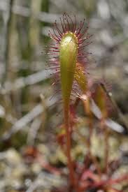 Attēlu rezultāti vaicājumam “Drosera anglica flower”