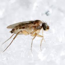 Attēlu rezultāti vaicājumam “Phoridae”