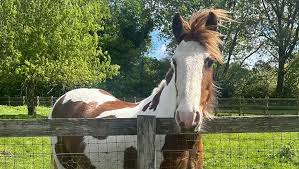 Image result for South Weylands Equestrian