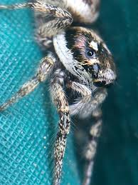 Attēlu rezultāti vaicājumam “Salticus sp.”