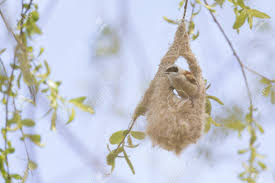 Attēlu rezultāti vaicājumam “Remiz pendulinus adult”