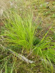 Attēlu rezultāti vaicājumam “Calamagrostis canescens”