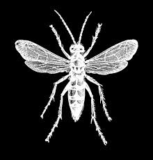 Attēlu rezultāti vaicājumam “Anoplius viaticus”