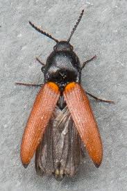 Attēlu rezultāti vaicājumam “Ampedus pomorum”