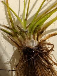 Attēlu rezultāti vaicājumam “Isoetes lacustris”