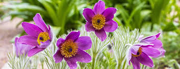 Image result for Pulsatilla
