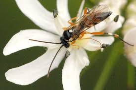 Attēlu rezultāti vaicājumam “Leucozona glaucia”