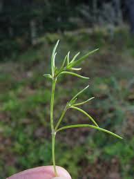 Attēlu rezultāti vaicājumam “Spergularia marina bud”