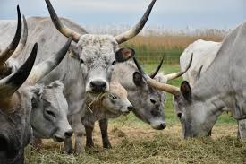 Attēlu rezultāti vaicājumam “Bos primigenius taurus”