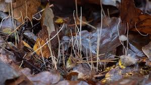 Attēlu rezultāti vaicājumam “Macrotyphula juncea”