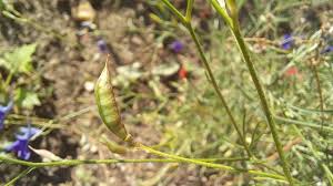 Attēlu rezultāti vaicājumam “Consolida regalis bud”