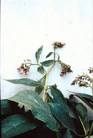 Attēlu rezultāti vaicājumam “Symphytum asperum leaf”