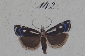 Attēlu rezultāti vaicājumam “Crambus heringiellus”