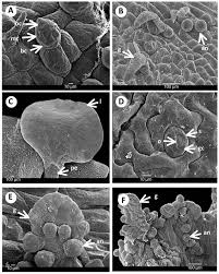 Attēlu rezultāti vaicājumam “Craterium aureum spores”