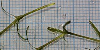 Attēlu rezultāti vaicājumam “Potamogeton trichoides leaf”