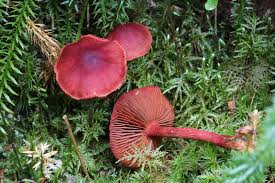 Attēlu rezultāti vaicājumam “Cortinarius sanguineus”