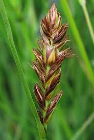 Attēlu rezultāti vaicājumam “Blysmus compressus leaf”