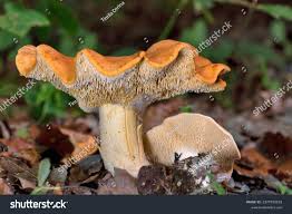 Attēlu rezultāti vaicājumam “Hydnum rufescens”